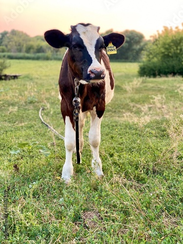 Bull. Cow. Calf