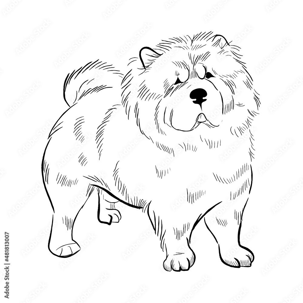 Chow Chow dog isolated on white background. Hand drawn dog breed vector sketch.