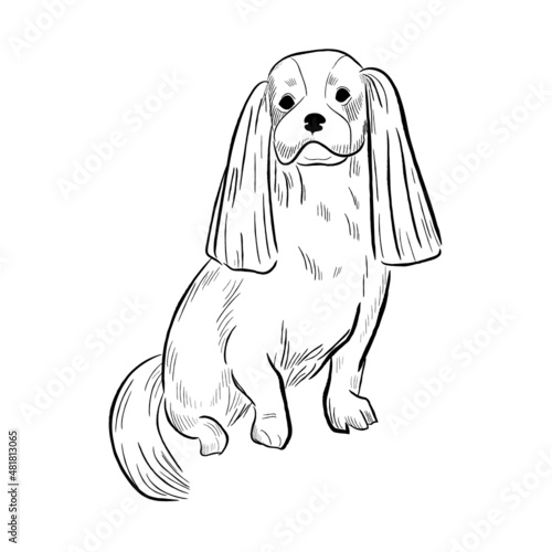 Cavalier King Charles Spaniel dog isolated on white background. Hand drawn dog breed vector sketch.