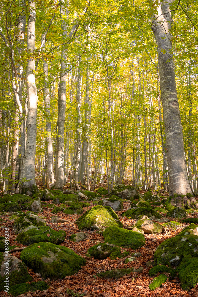Obraz premium Cerreto Laghi, Emilia Romagna. Foliage in a beech forest 