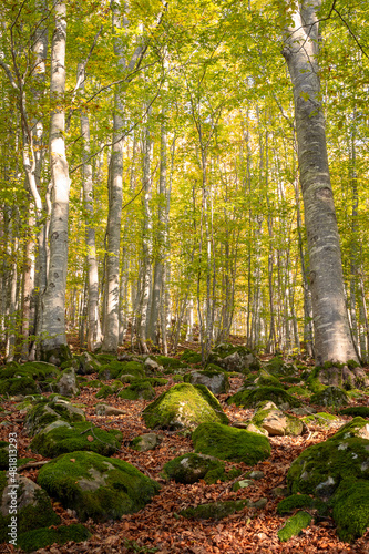 Cerreto Laghi, Emilia Romagna. Foliage in a beech forest
