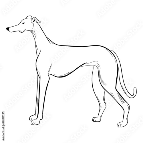 Greyhound dog isolated on white background. Hand drawn dog breed vector sketch.