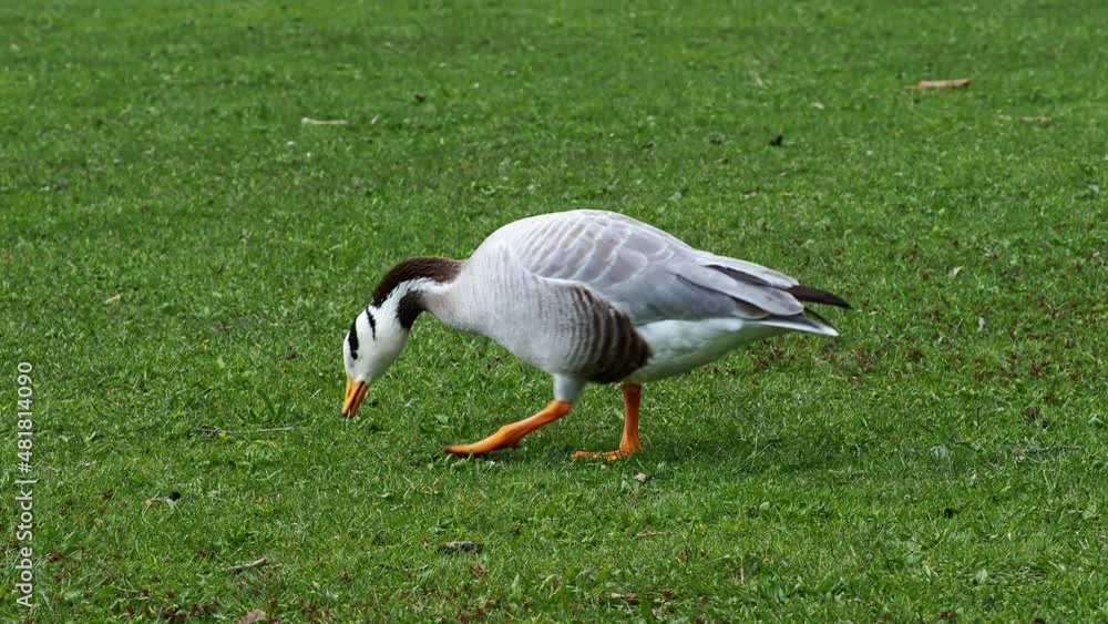 The bar-headed goose, Anser indicus is a goose that breeds in Central Asia in colonies of thousands near mountain lakes and winters in South Asia, as far south as peninsular India. Seen in the English The bar-headed goose, Anser indicus is a goose that breeds in Central Asia in colonies of thousands near mountain lakes and winters in South Asia, as far south as peninsular India. Seen in the English