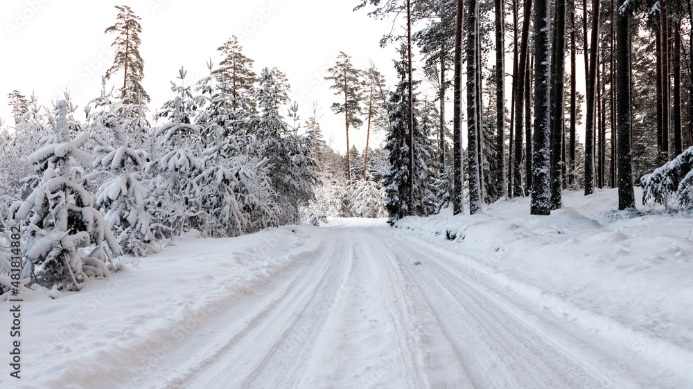 Fototapeta premium Road in winter forest