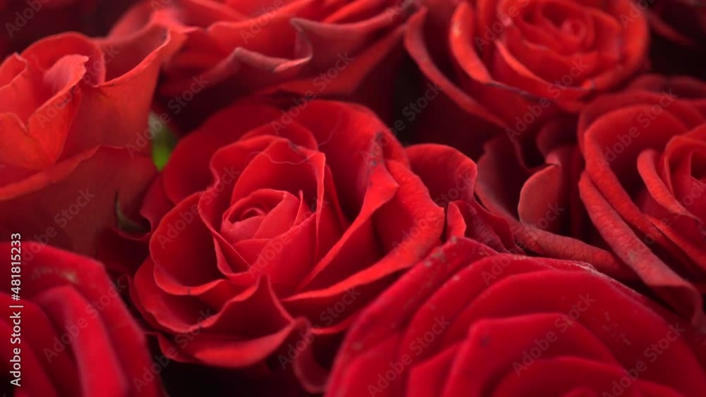 Red Roses El Toro Slider Shot Red Roses El Toro Slider Shot
