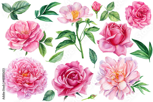 Floral summer set with leaves and flowers isolated on white background. Watercolor botanical painting Peony, rose