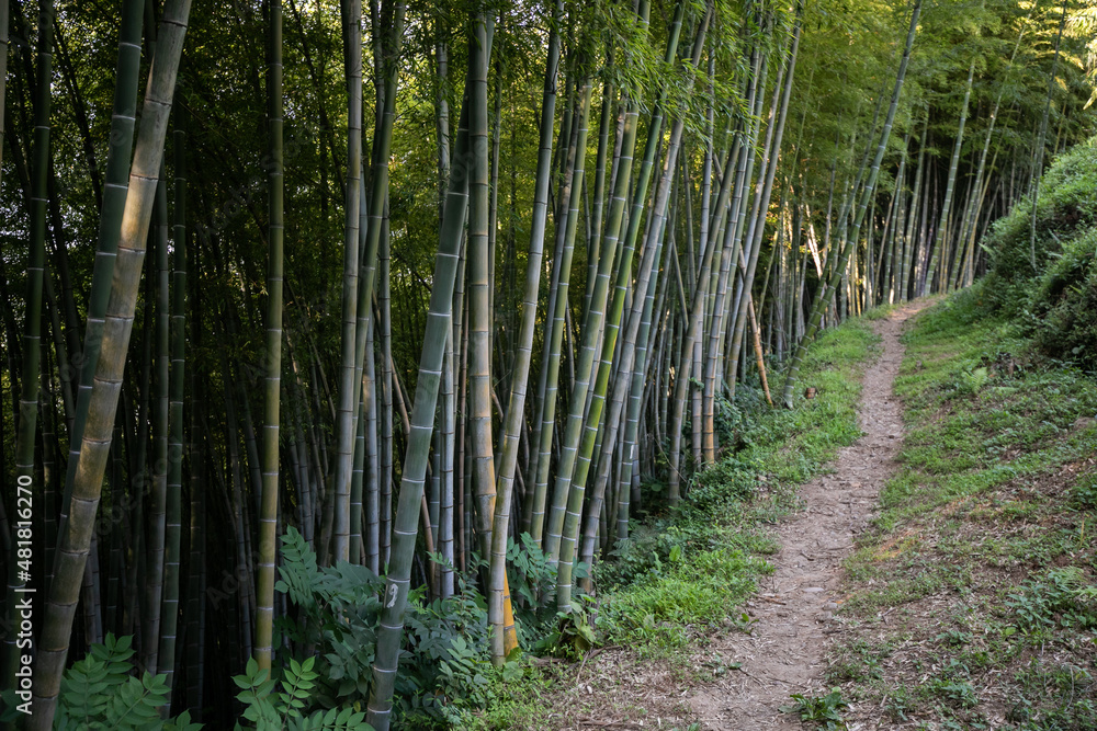 Bamboo trees in botanical garden. Green tall trunks swaying in wind against the background of a dark forest in a sunny day