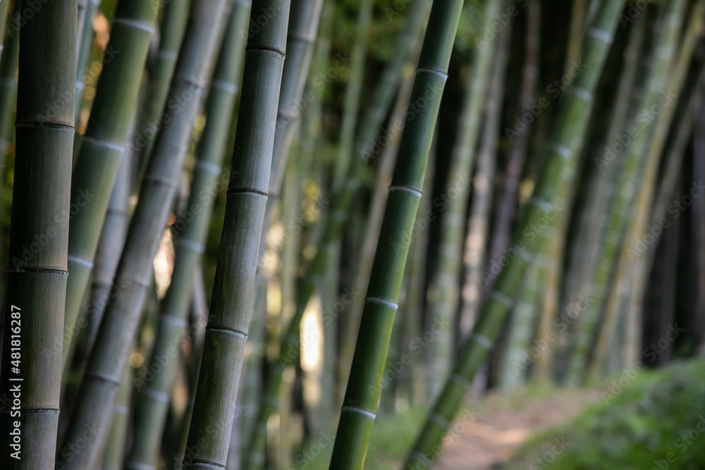 Close-up of bamboo trees in botanical garden in the perspective. Close-up of bamboo trees in botanical garden in the perspective.