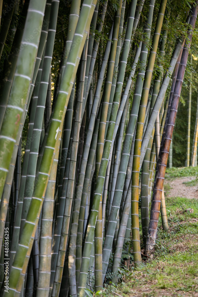 Close-up of bamboo trees in botanical garden in the perspective. Close-up of bamboo trees in botanical garden in the perspective.