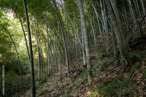 Bamboo trees in botanical garden. Green tall trunks swaying in wind against the background of a dark forest in a sunny day