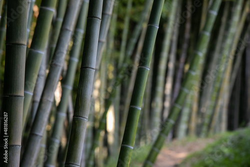 Close-up of bamboo trees in botanical garden in the perspective.