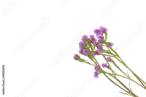 the statica is dried and used in dry bouquets  properly dried flowering plants have a well-preserved colored calyx  close-up