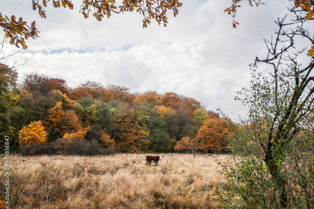 Fototapeta premium Lonely Hereford cow on a meadow