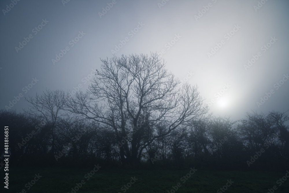 Tree in the mist without leaves Tree in the mist without leaves