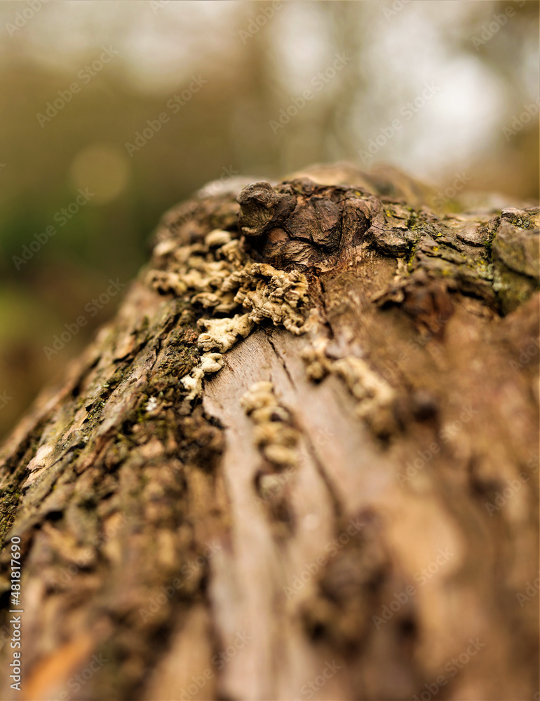 lichen on tree trunk