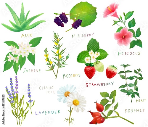 健康美肌薬膳の植物やハーブやベリーのセットベクターイラスト素材
