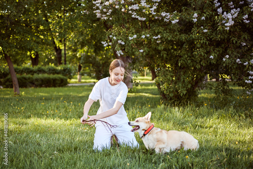 Teenager girl using a stick to play with her Welsh Corgi Pembroke dog on the green lawn outdoors in spring.  photo