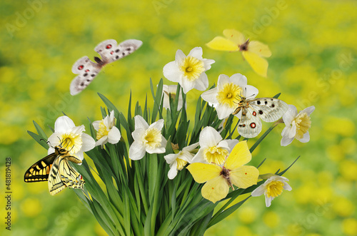 A bush of white daffodils and spring butterflies on flowers. photo