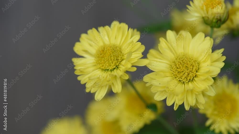Chrysanthemum flowers on nature background. Chrysanthemum flowers on nature background.