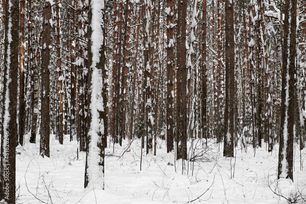 Fototapeta premium Winter forest. Rows of pines. Trunks of snow-covered trees.
