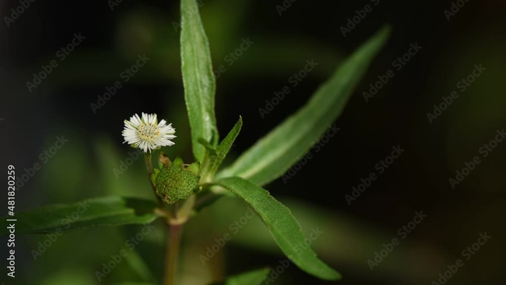 False daisy or erclipta prostrata on nature background. False daisy or erclipta prostrata on nature background.