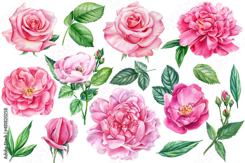 Fototapeta Naklejka Na Ścianę i Meble -  Watercolor vintage floral elements. Peony, rose flowers, botanical bright nature collection isolated white background