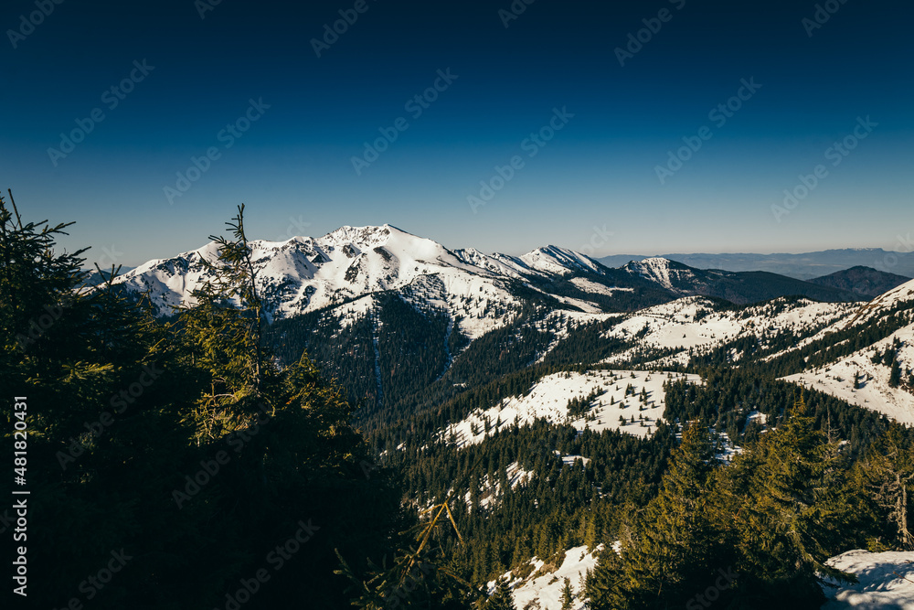 Winter mountains, snow coniferous forest, blue sky, spring