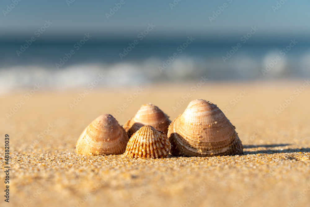detail of shells on the beach with blurred sea in the background - selective focus. detail of shells on the beach with blurred sea in the background - selective focus.