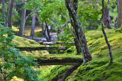 西芳寺、林、苔、小道