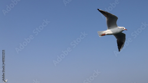 seagull in the sky