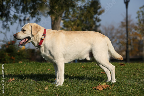 Yellow Labrador in park on sunny day