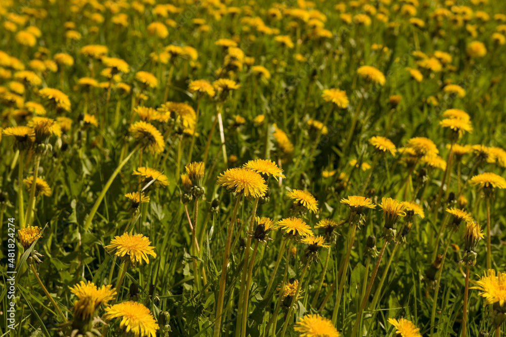 Field of yellow dandelions in the meadow Field of yellow dandelions in the meadow