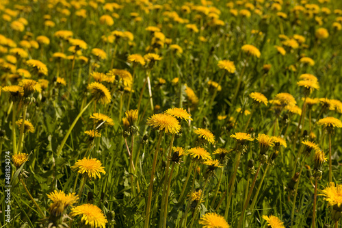Field of yellow dandelions in the meadow