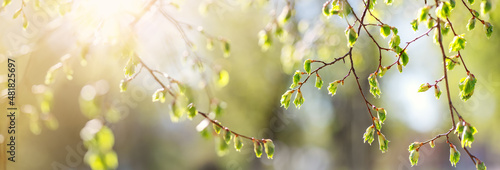Close-up view of the birch's branch with young leaves and bud. Fototapet