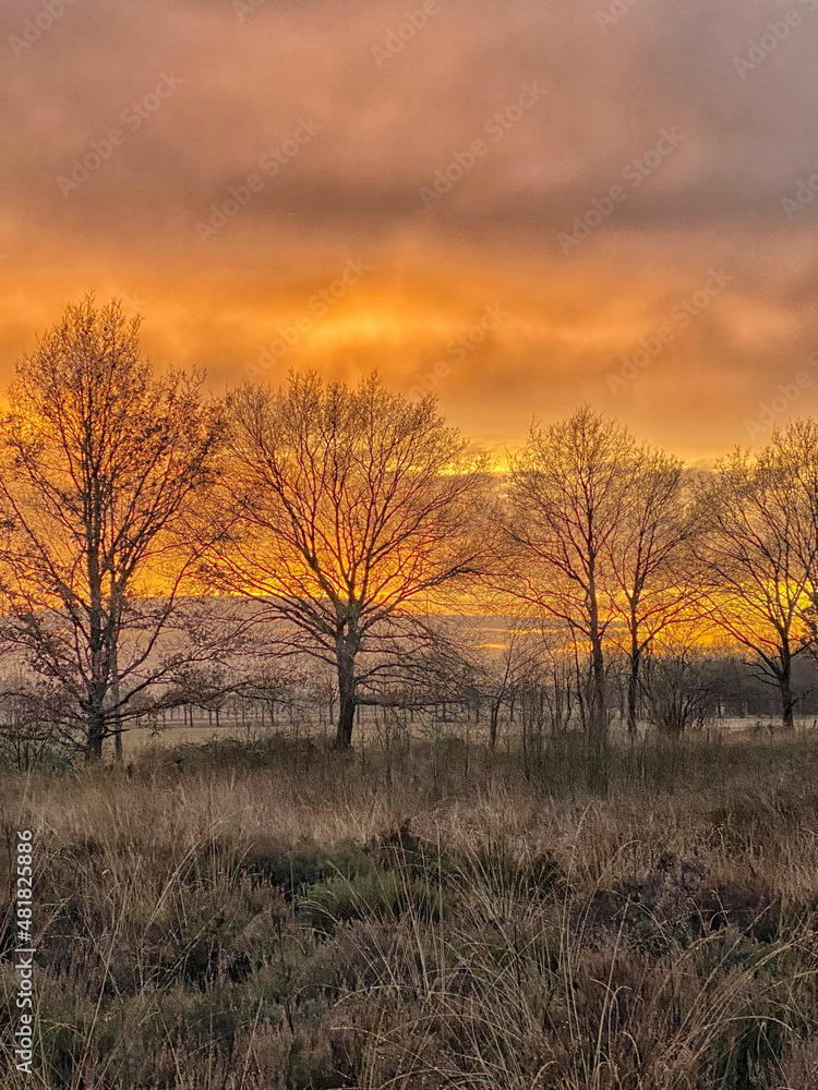 Trees at sunset