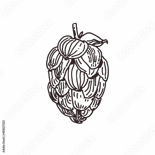Drawing of hop flowers isolated on white, beer hop hand drawn illustration, line art