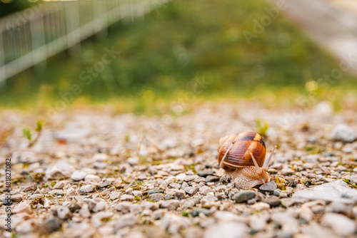 snail in a natural environment after rain