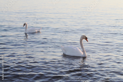 two swans on the lake