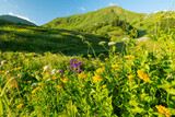 bright green vegetation in summer mountain landscapes