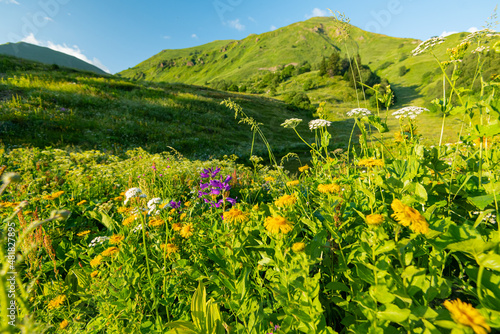 bright green vegetation in summer mountain landscapes