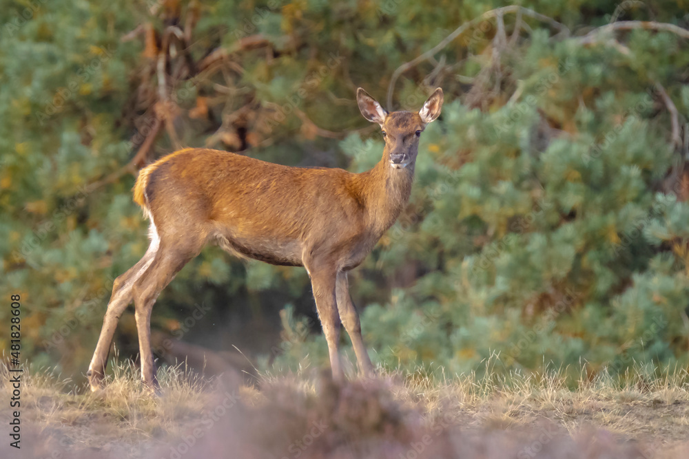 Red deer young cervus elaphus, in Autumn Red deer young cervus elaphus, in Autumn