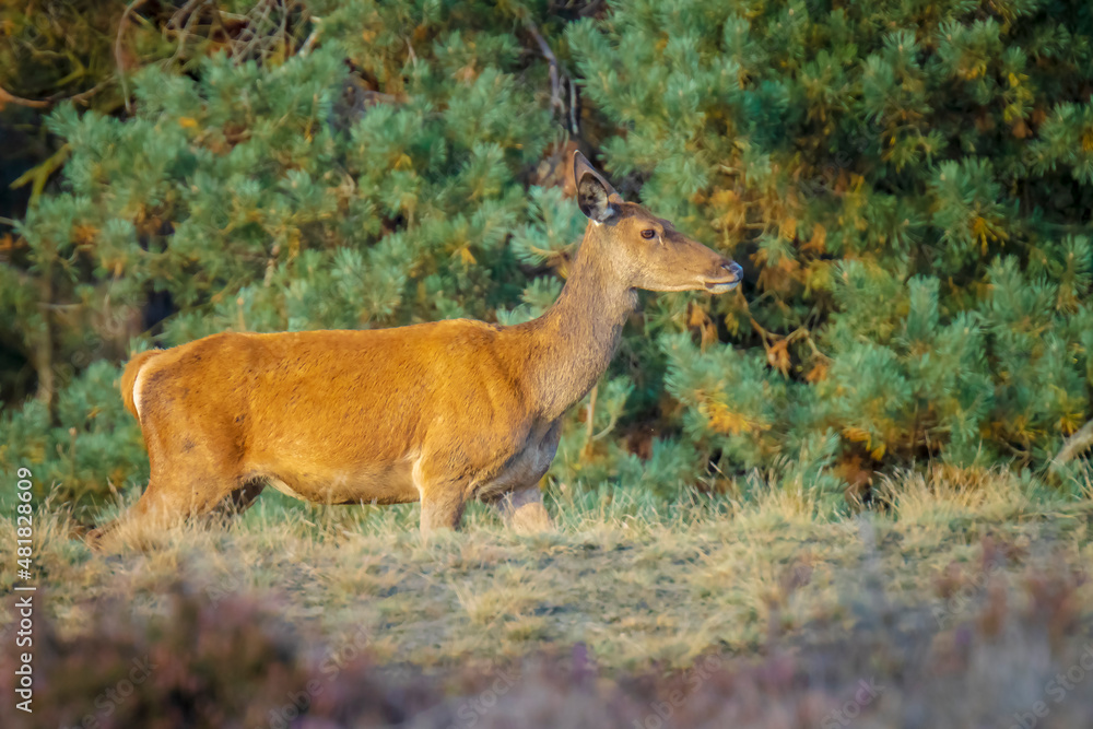 Female Red Deer doe or hind, Cervus elaphus