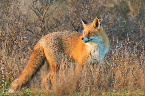 Wild red fox, vulpes vulpes, at sunset