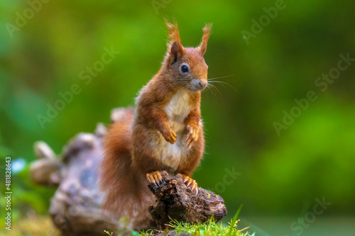 Closeup of a Eurasian red squirrel  Sciurus vulgaris  eating nuts in a forest.