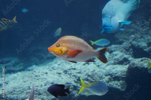 Fototapeta Naklejka Na Ścianę i Meble -  The tropical fish in aquarium.