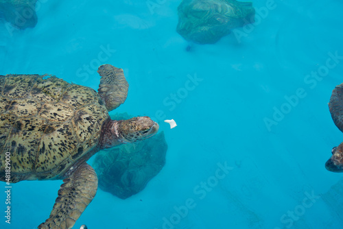 Turtle will eats vegetable at swimming pool.