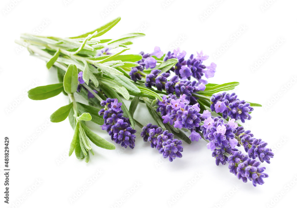 Lavender flowers bundle isolated on a white - obrazy, fototapety, plakaty 