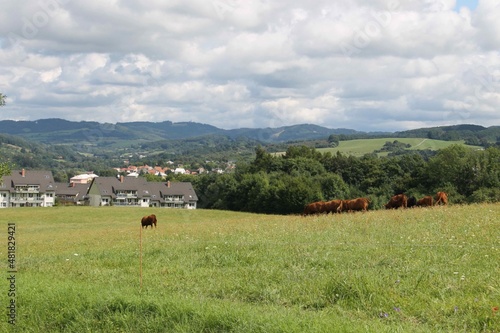 landscape with cows