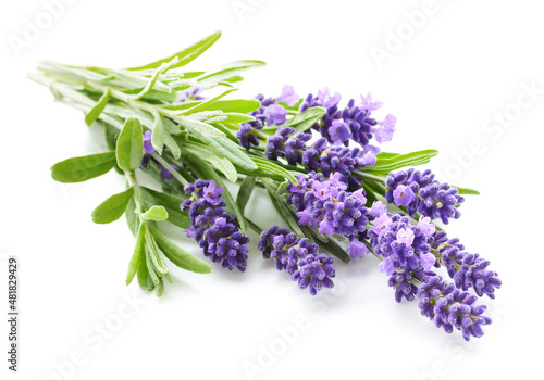 Lavender flowers bundle isolated on a white