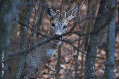 Roebuck hiding in the forest